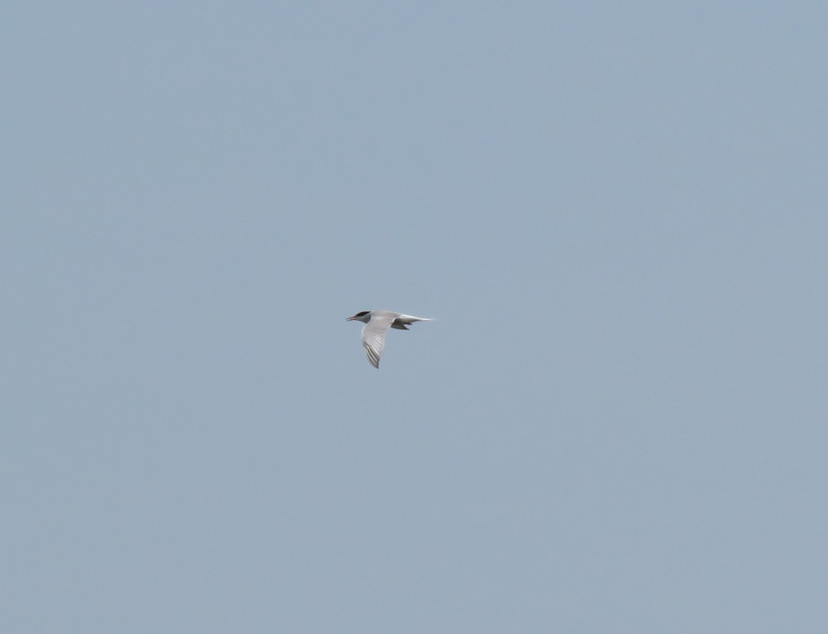 Common Tern - ML31106241