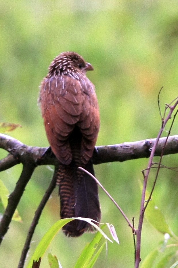 Lesser Coucal - ML311062751