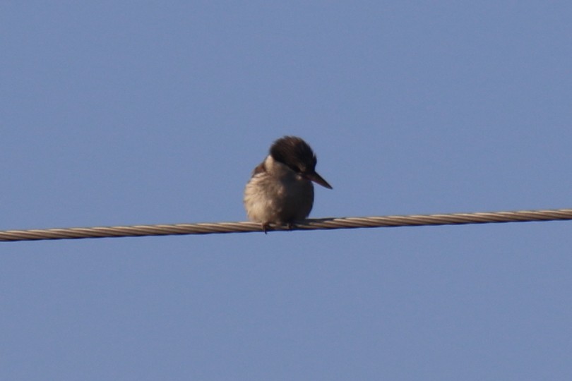 Striped Kingfisher - ML31106281