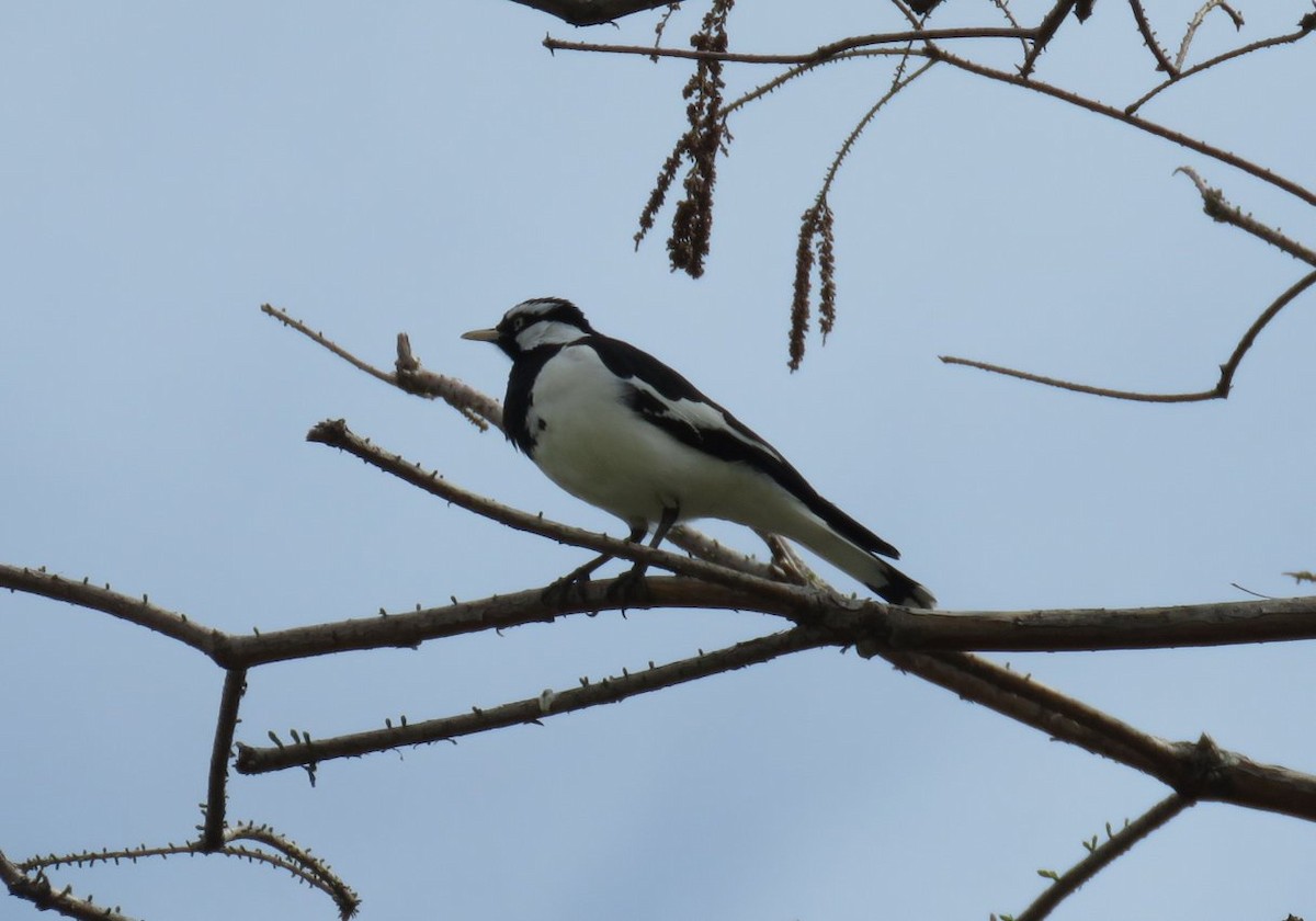 Magpie-lark - ML311063301