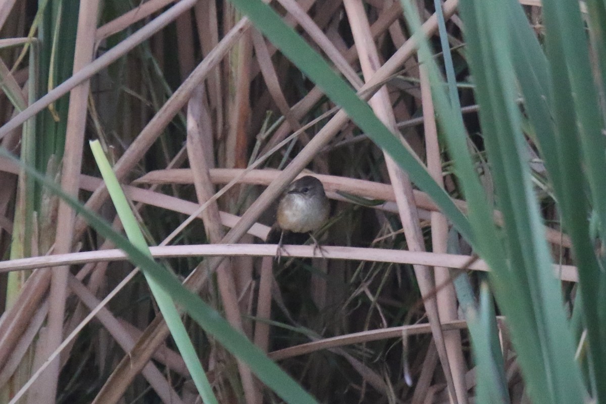 Lesser Swamp Warbler - ML31106351