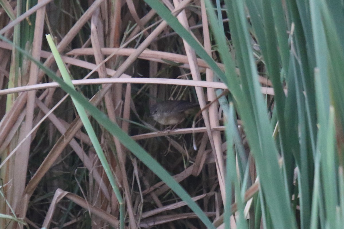 Lesser Swamp Warbler - Ian Thompson