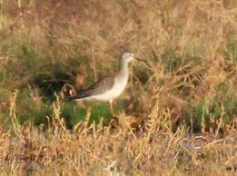 Lesser Yellowlegs - Georg Schreier Birdwatching Algarve