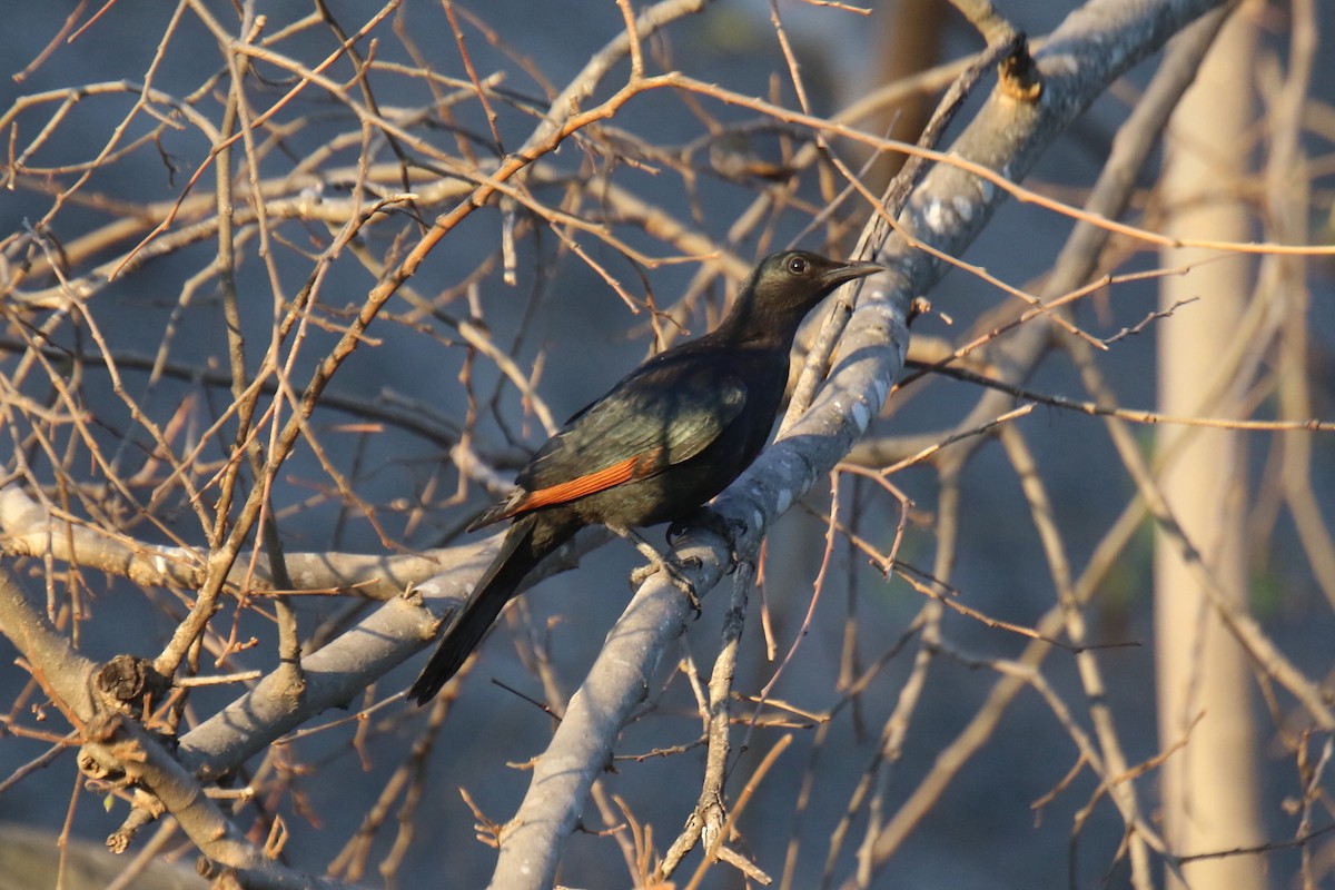 Red-winged Starling - ML31106441