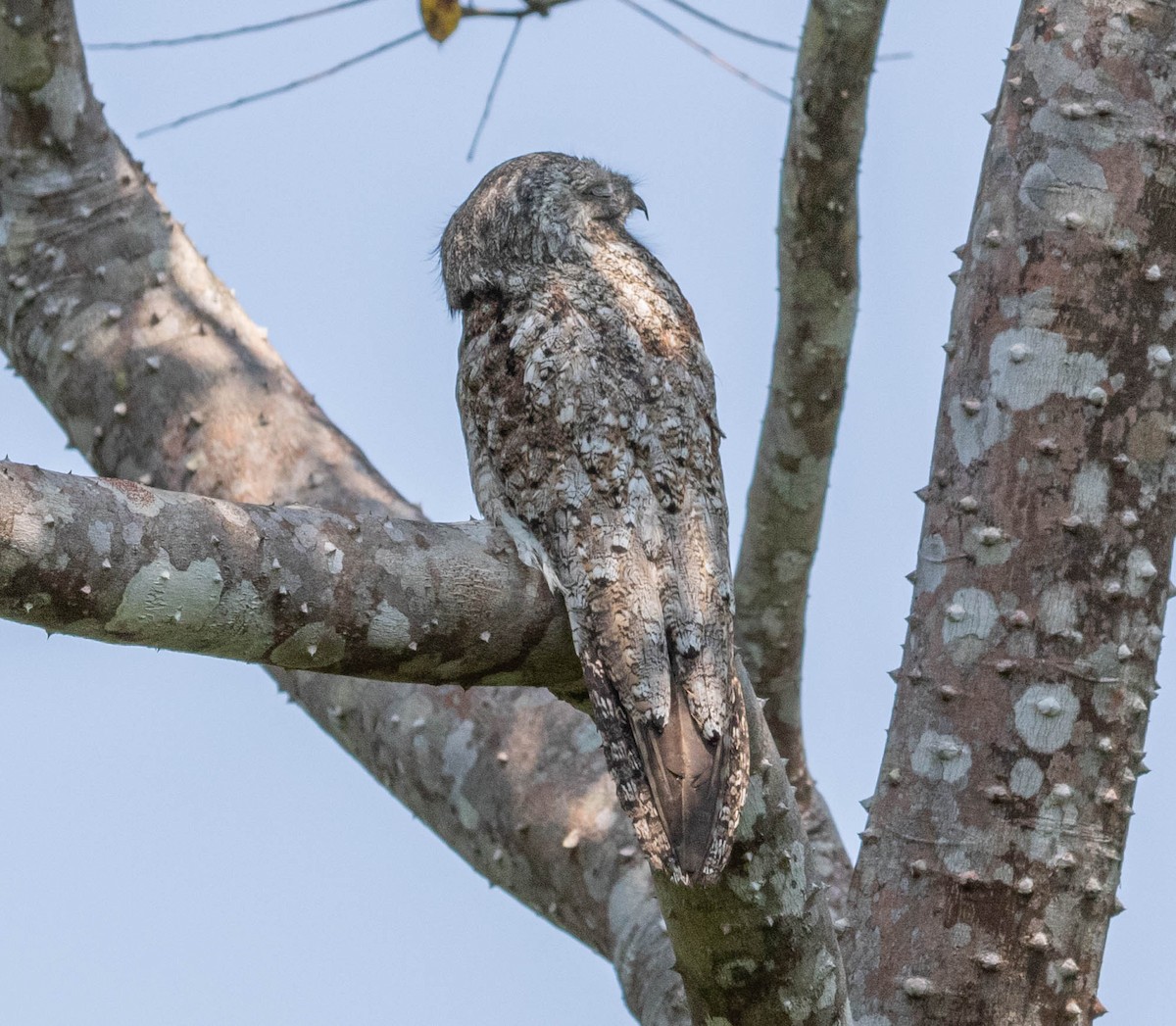 Great Potoo - Robert Bochenek