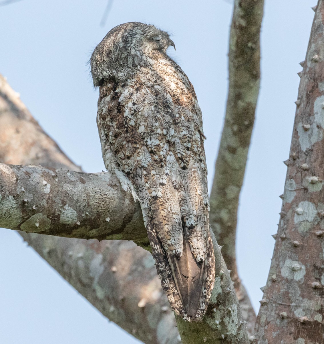 Great Potoo - Robert Bochenek