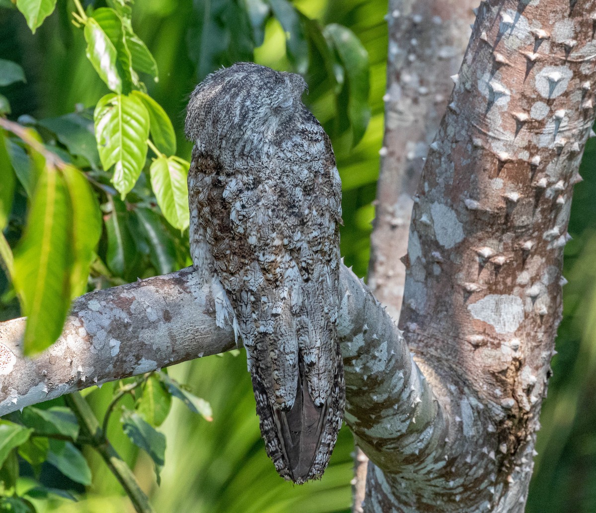 Great Potoo - Robert Bochenek