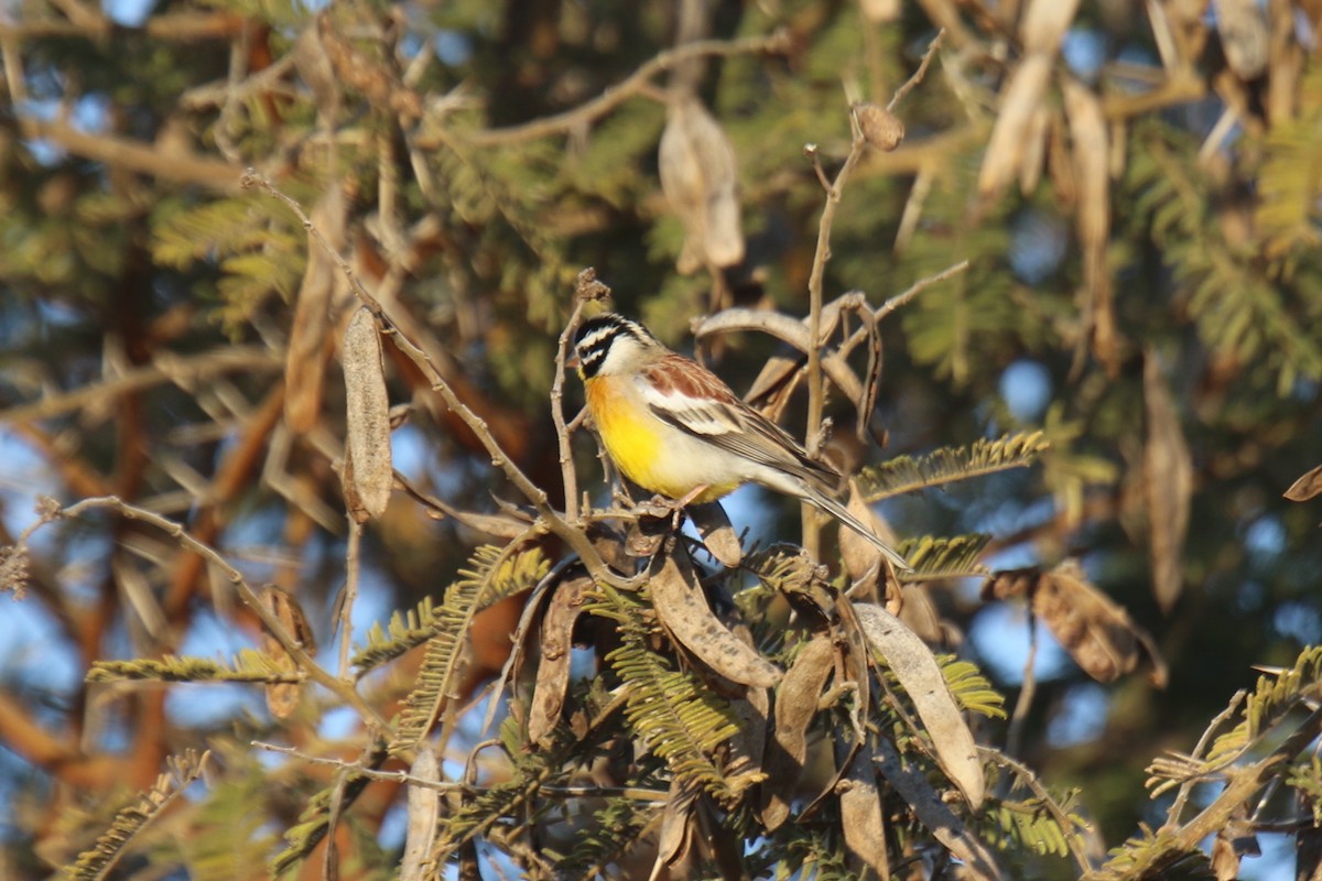 Golden-breasted Bunting - Ian Thompson