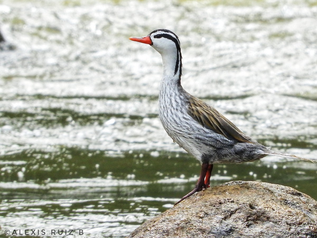 Torrent Duck - ML311065661