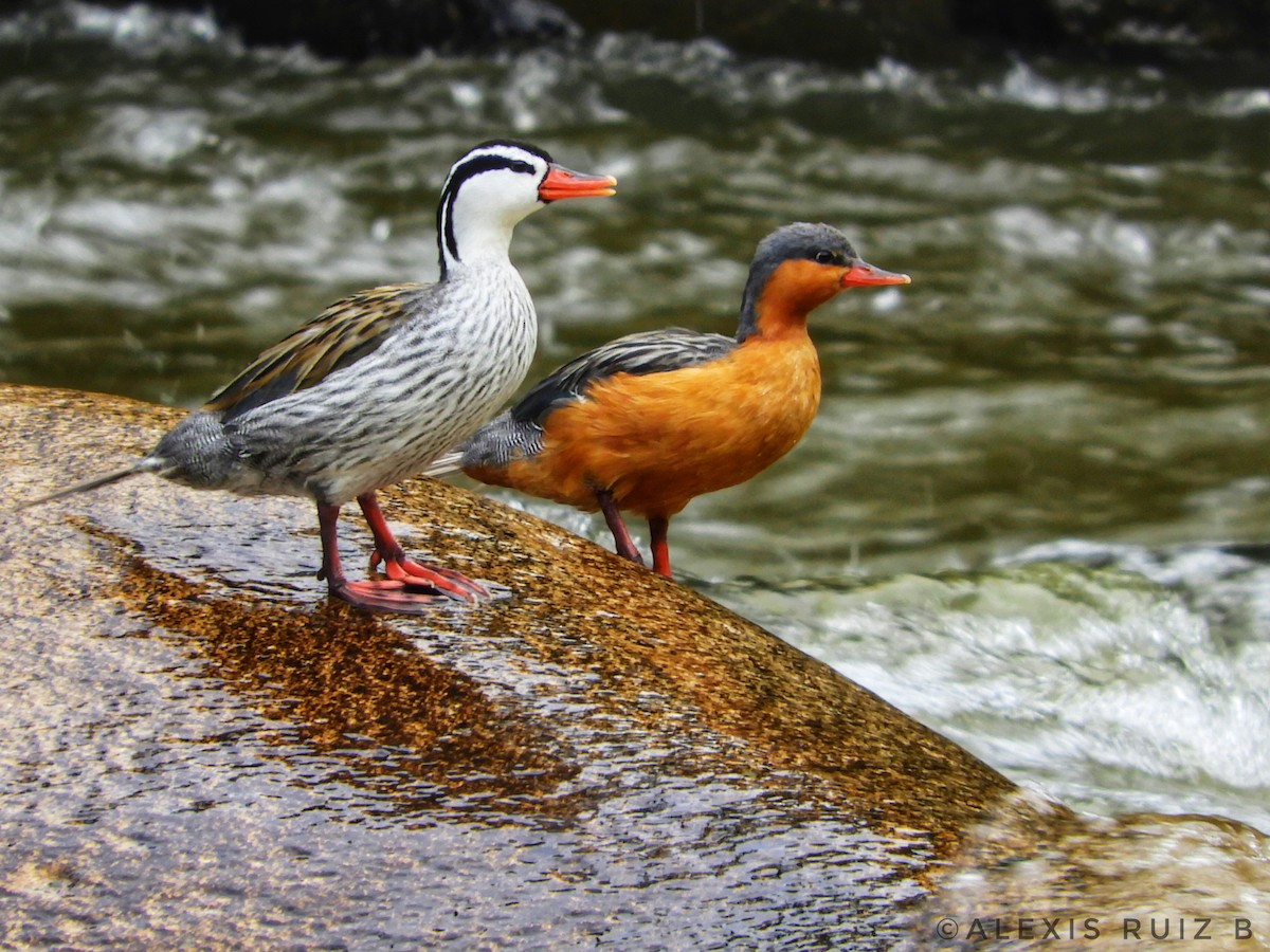 Torrent Duck - ML311065731