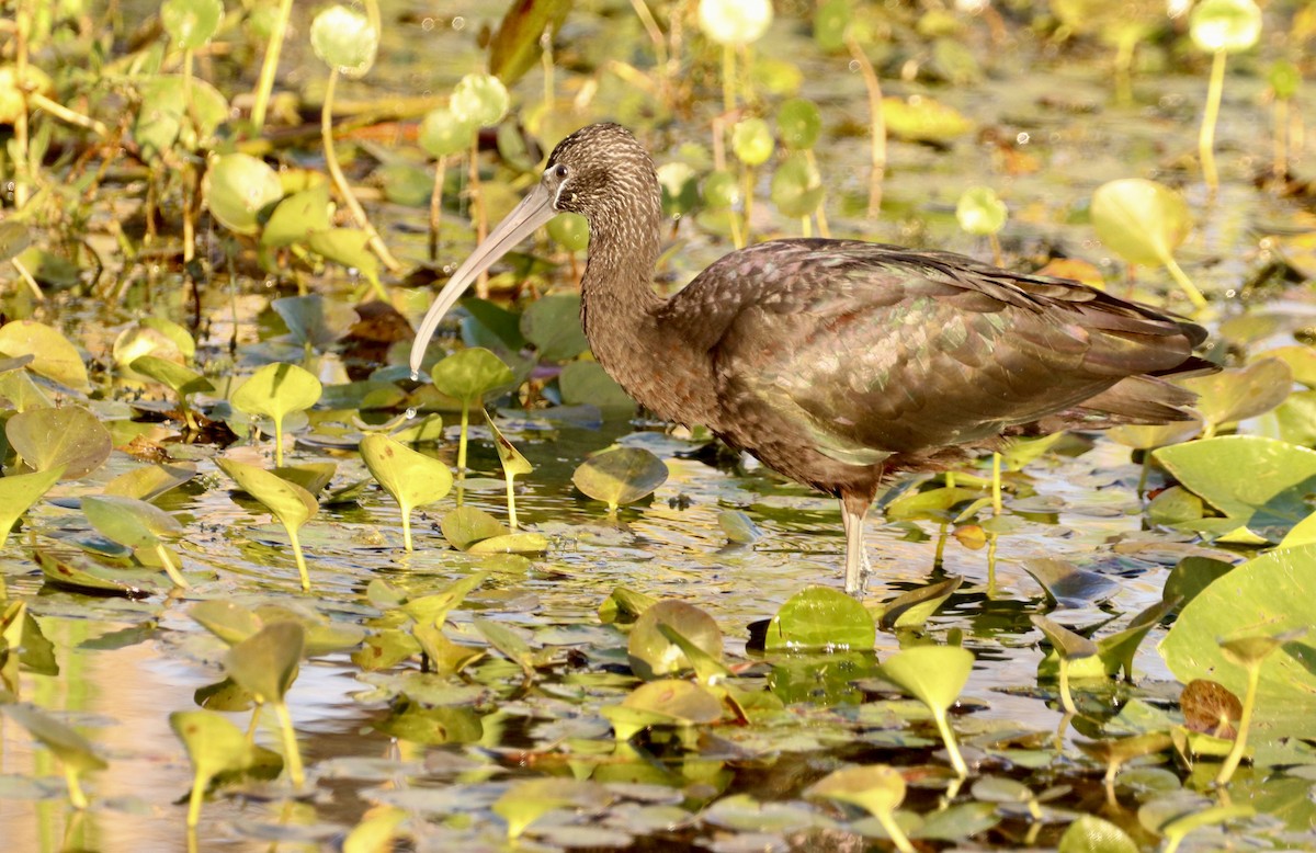 Glossy Ibis - Zwazo James