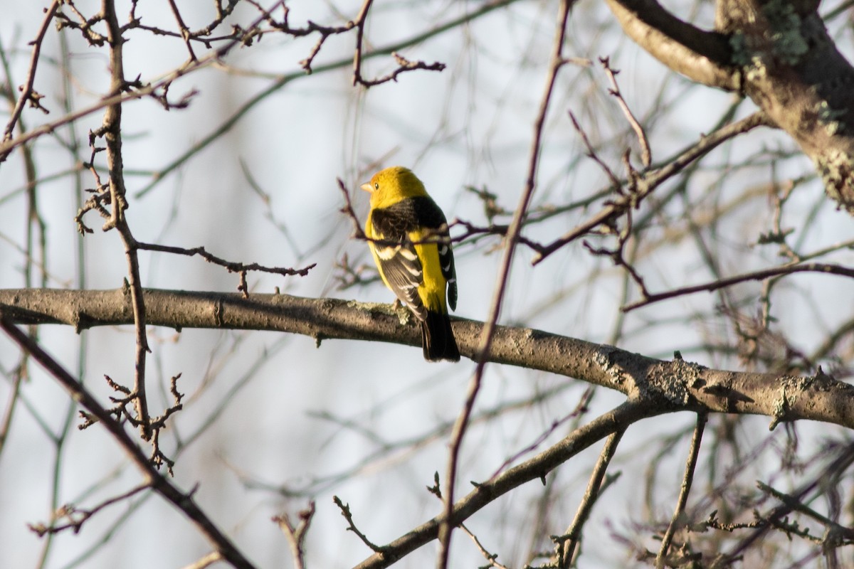 Western Tanager - ML311068461