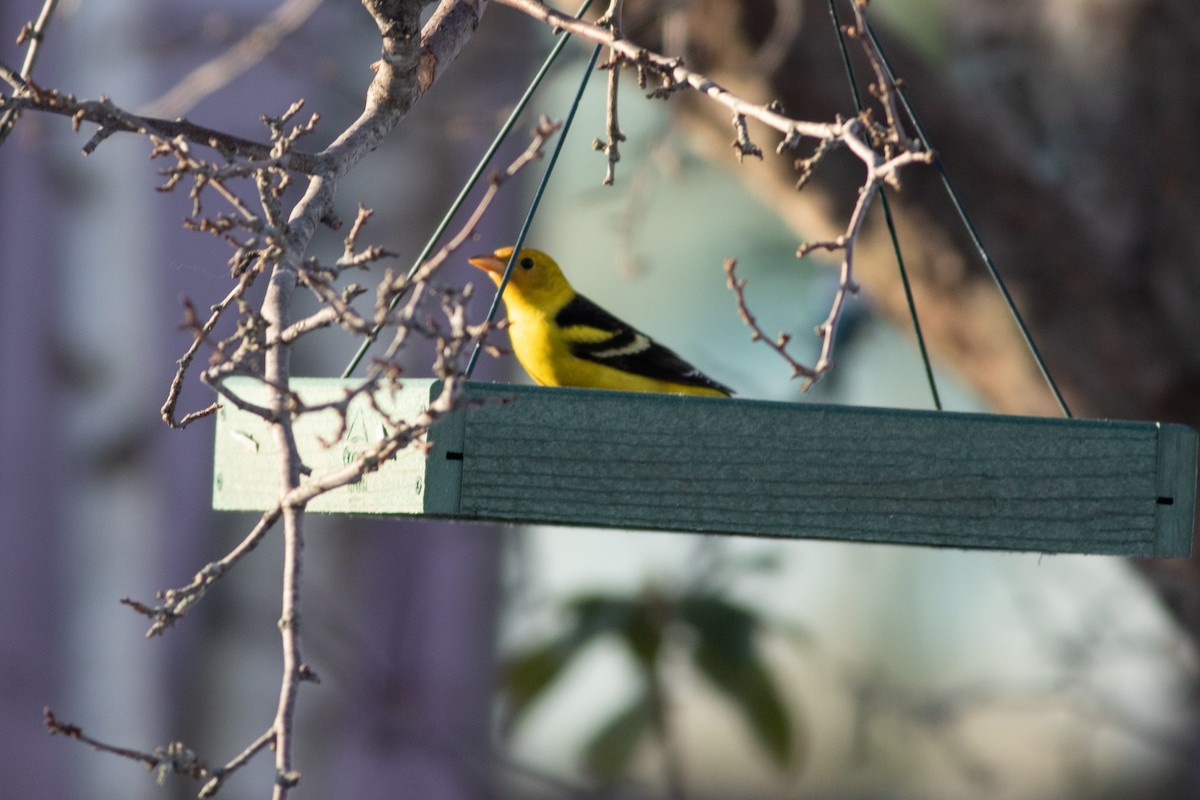 Western Tanager - ML311068531