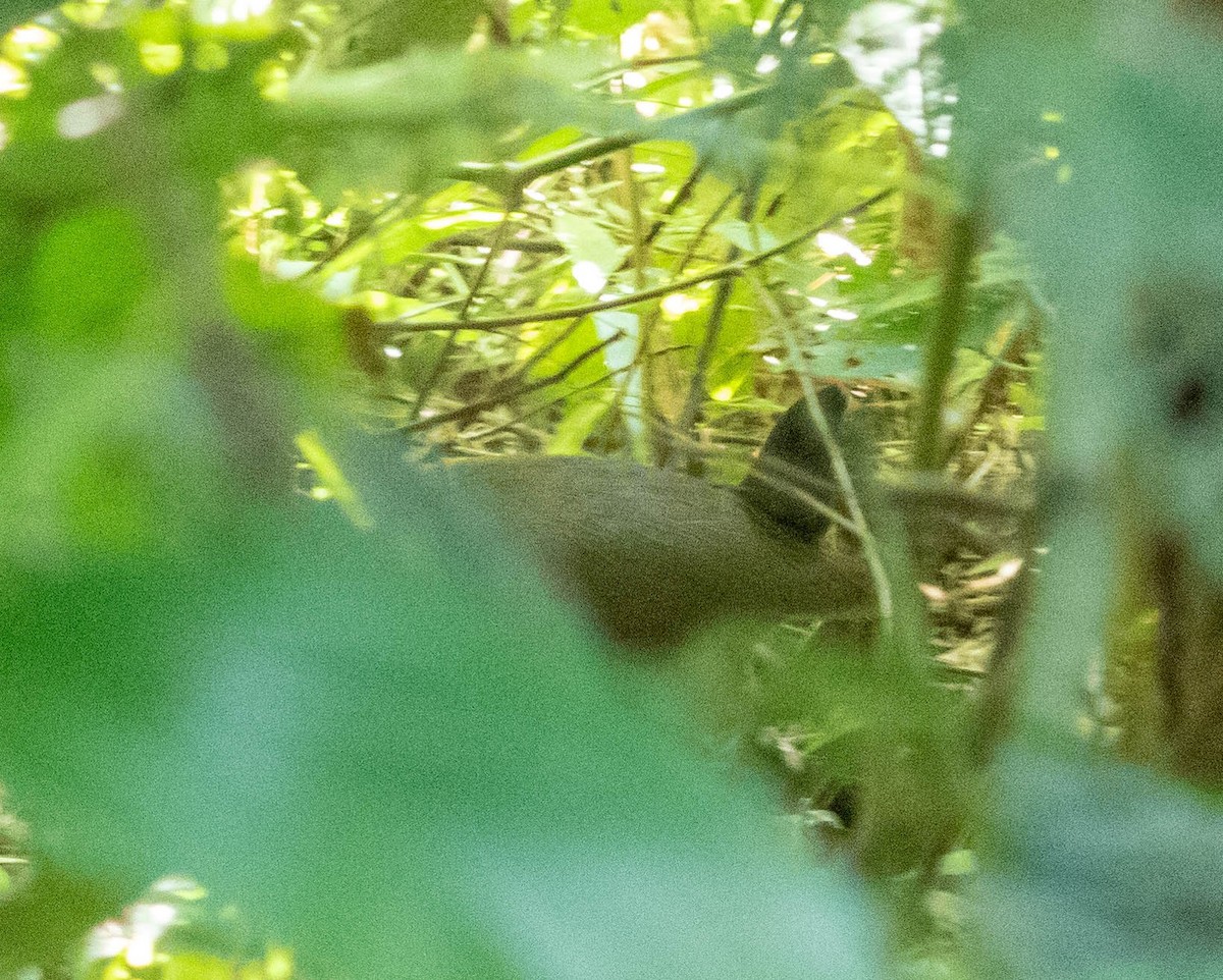 Russet-naped Wood-Rail - ML311069491