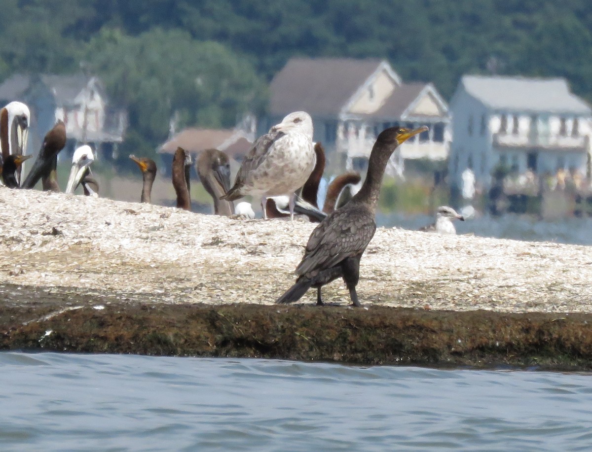 Double-crested Cormorant - ML31106981