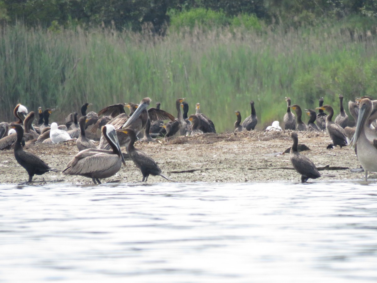 Double-crested Cormorant - ML31106991