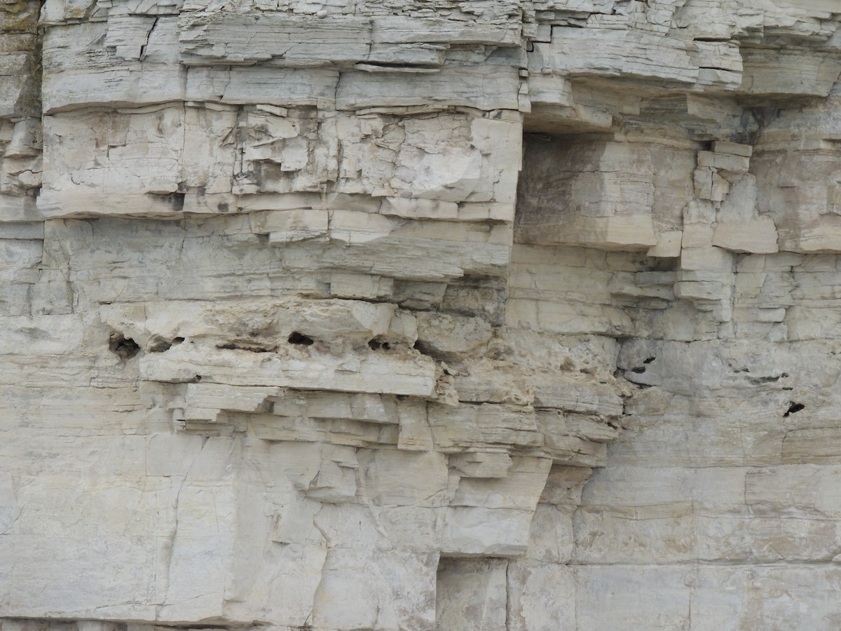 Northern Rough-winged Swallow - Melody Walsh