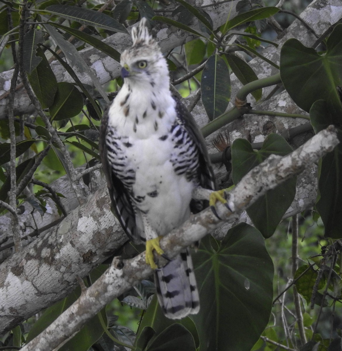 Ornate Hawk-Eagle - ML311070701