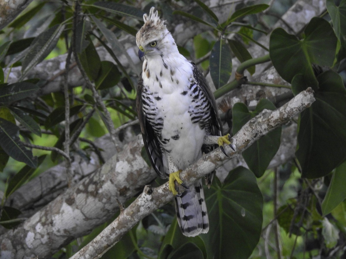 Ornate Hawk-Eagle - Louis Peña