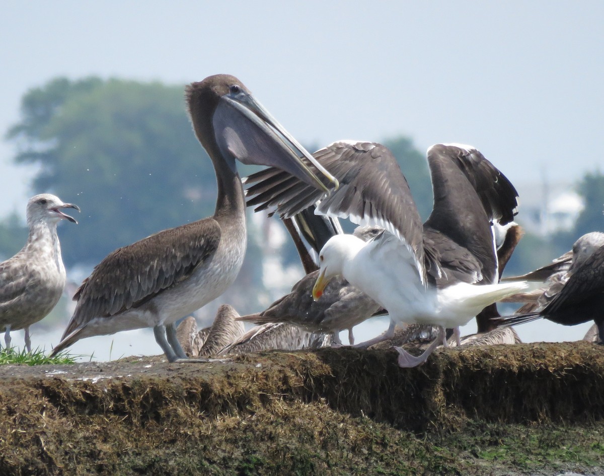 Great Black-backed Gull - ML31107081