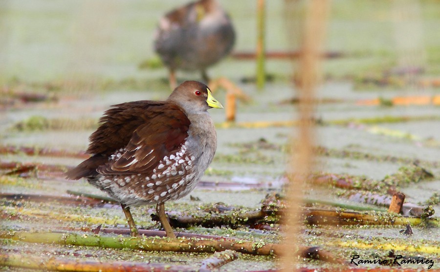 Spot-flanked Gallinule - Ramiro Ramirez