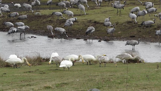 Whooper Swan - ML311071721