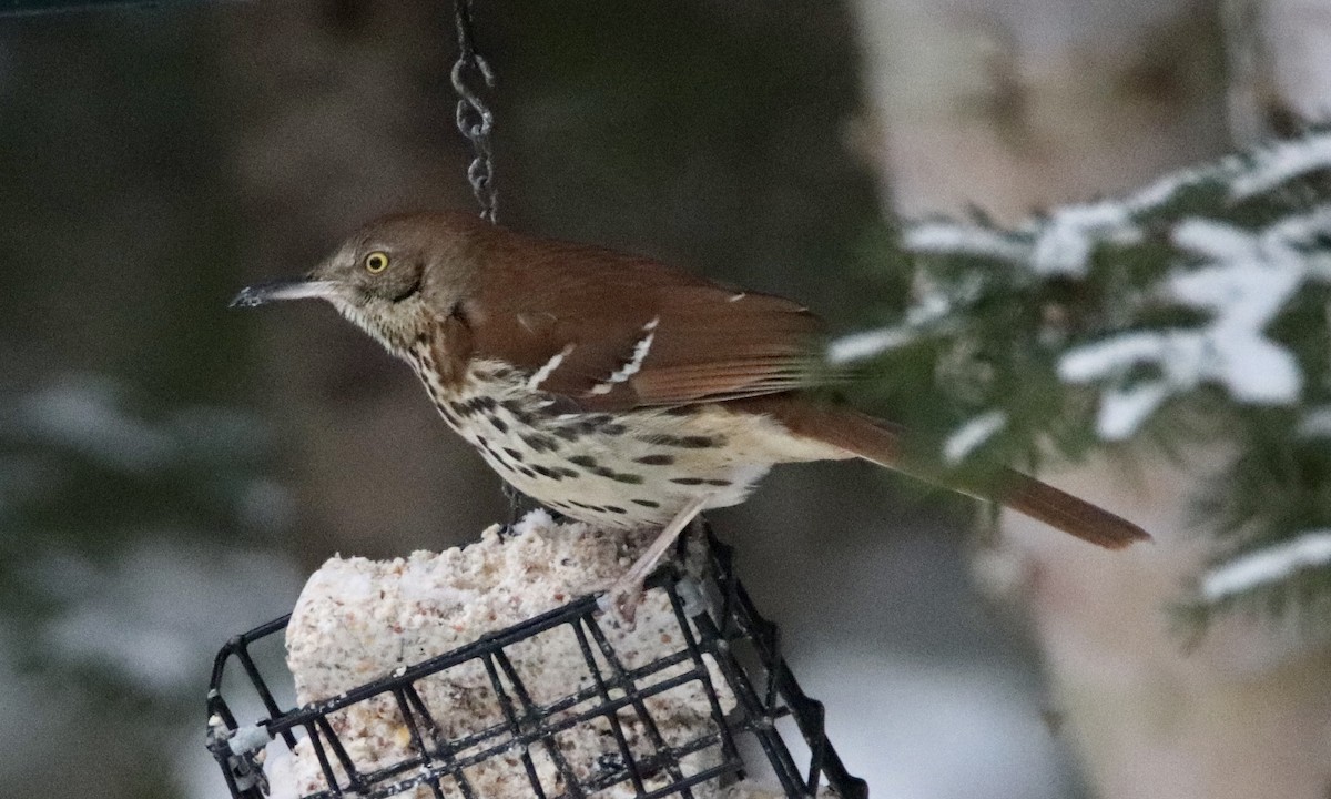 Brown Thrasher - ML311073191