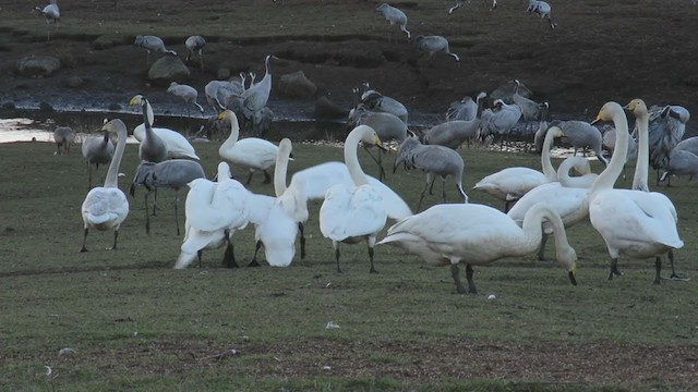 Whooper Swan - ML311074871