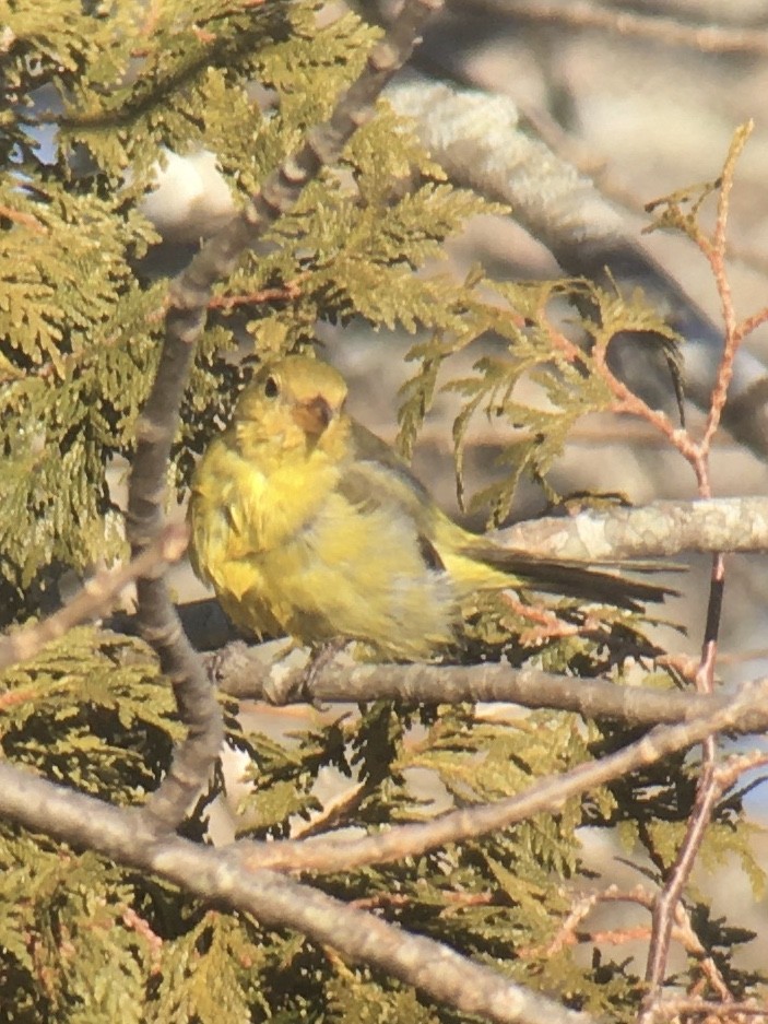 Western Tanager - Hayden Keene