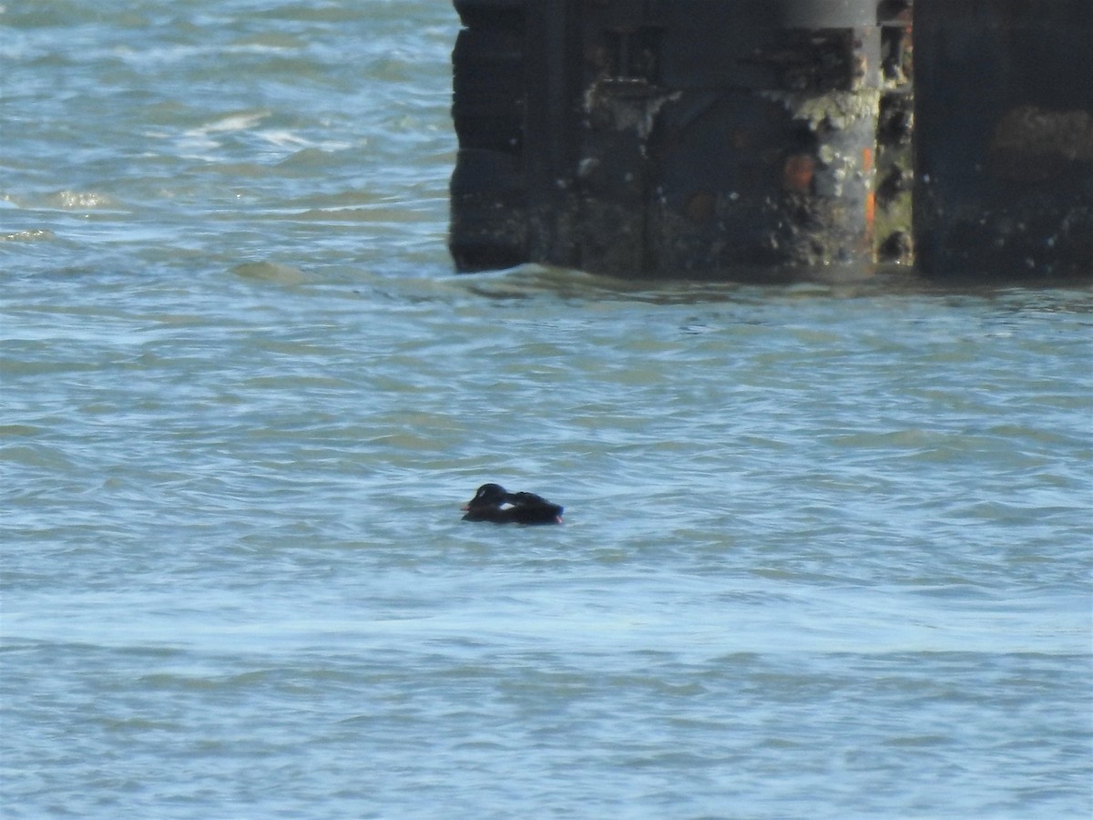 White-winged Scoter - ML311075771