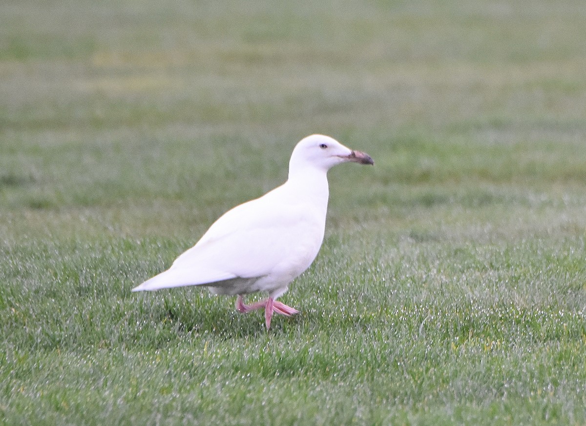 Larus sp. - ML311079321