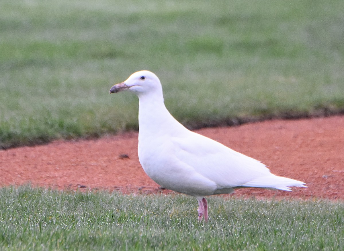 Larus sp. - ML311080041