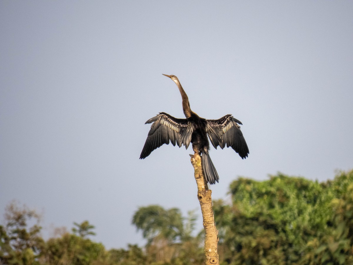 anhinga indomalajská - ML311080611