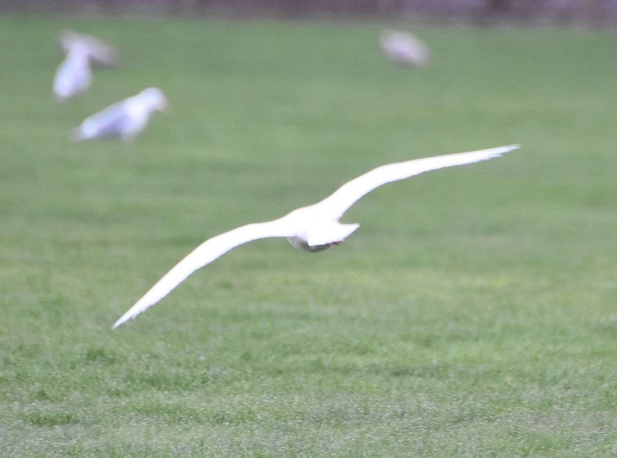 Larus sp. - ML311081101