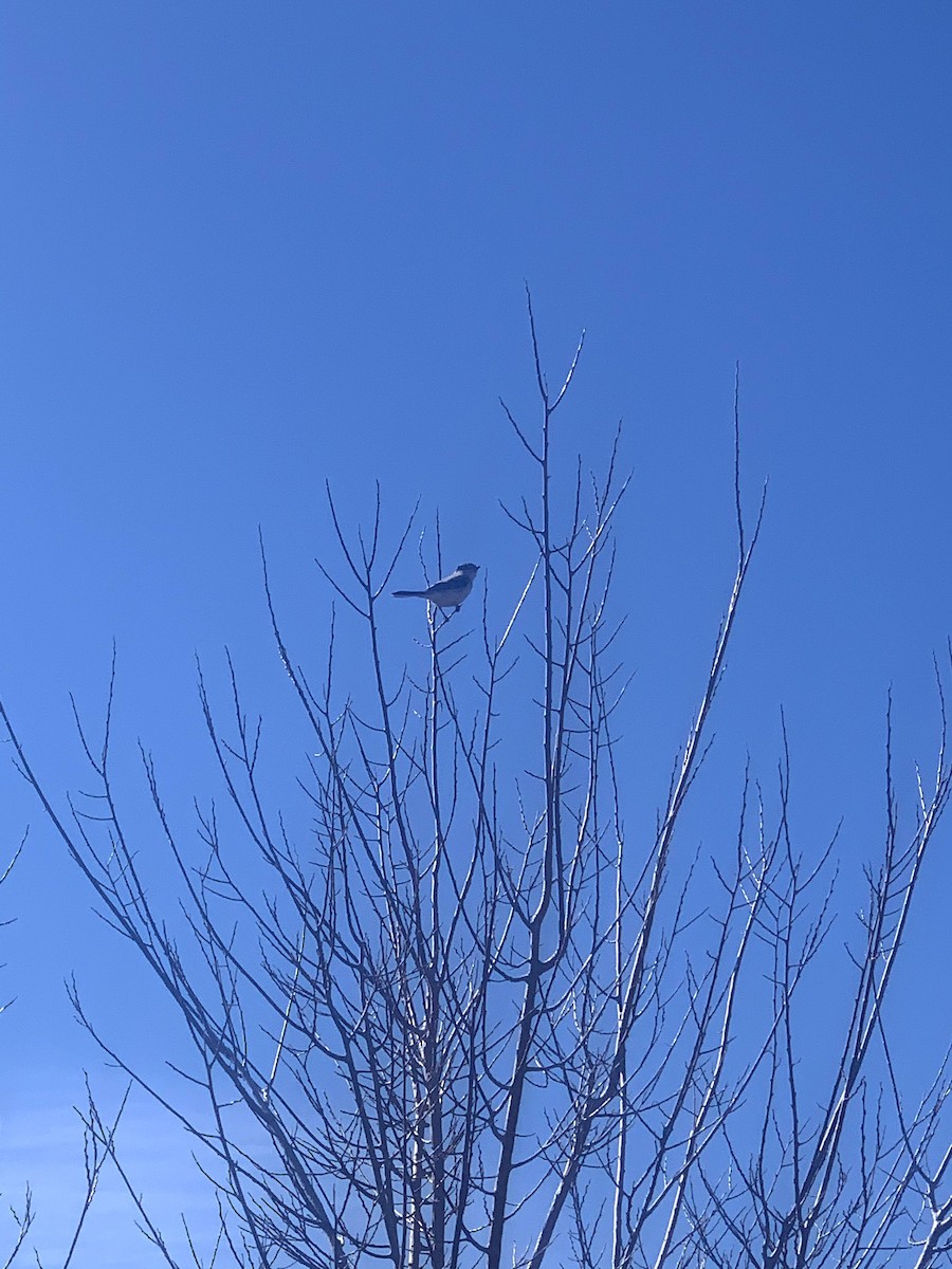 Northern Shrike - ML311082911