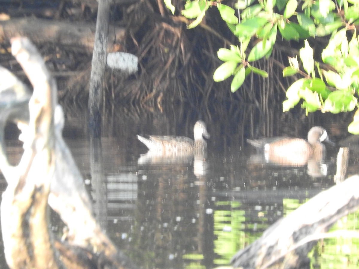 Blue-winged Teal - ML311083721