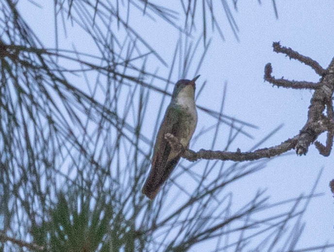 White-bellied Emerald - ML311085201