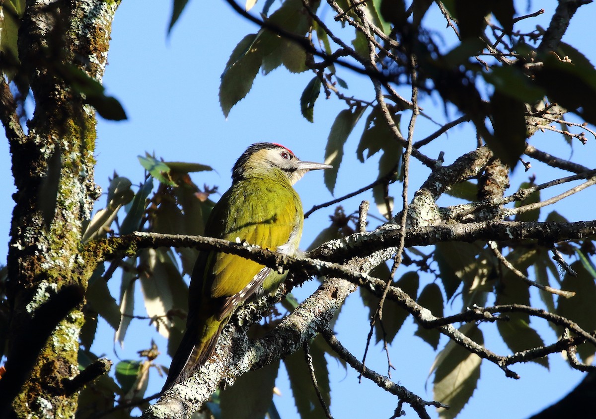 Gray-headed Woodpecker - Mangesh Prabhulkar