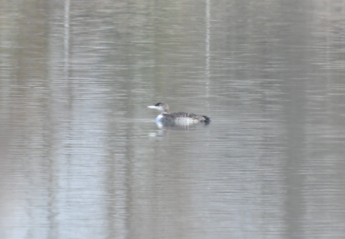 Common Loon - ML311086701