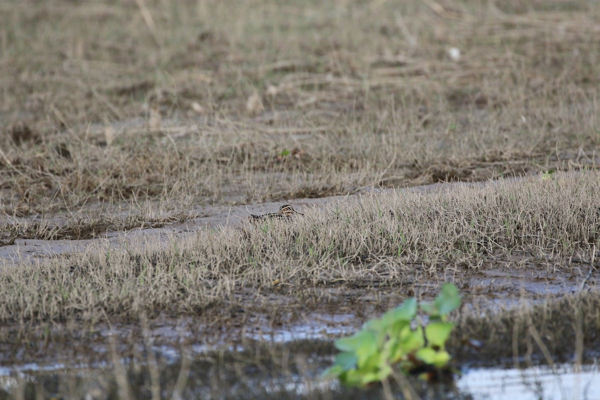 Wilson's Snipe - ML311086771