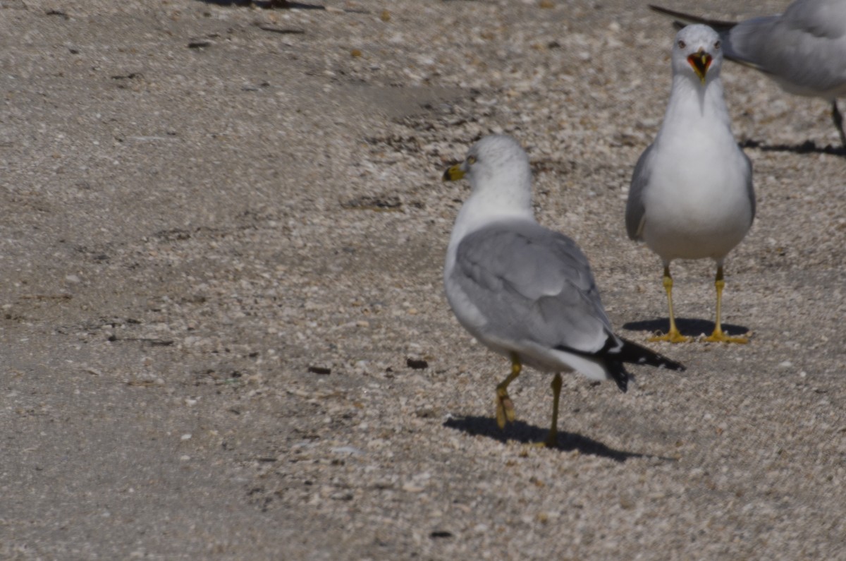 Ring-billed Gull - ML311086871