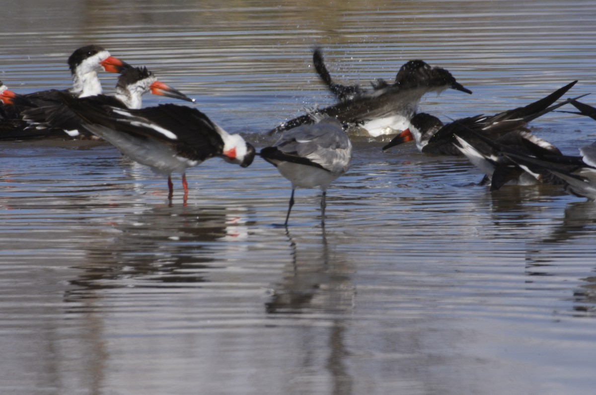 Black Skimmer - ML311087101