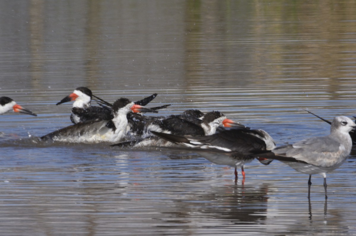 Водоріз американський - ML311087121