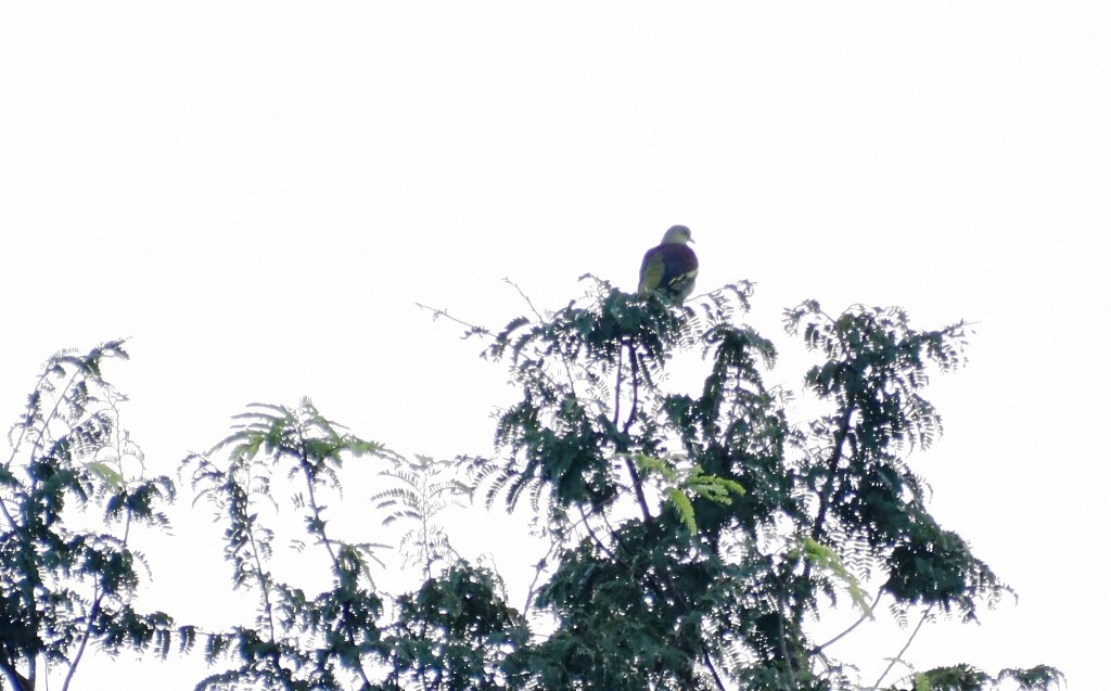 Gray-fronted Green-Pigeon - ML311088431