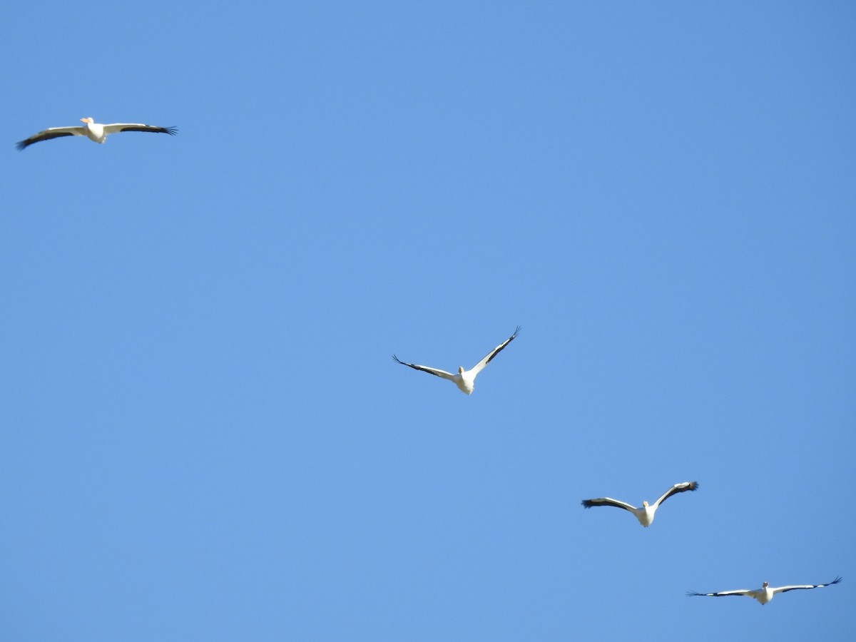 American White Pelican - ML311088561