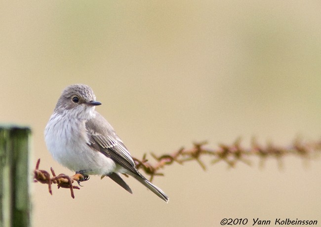 Spotted Flycatcher - Yann Kolbeinsson