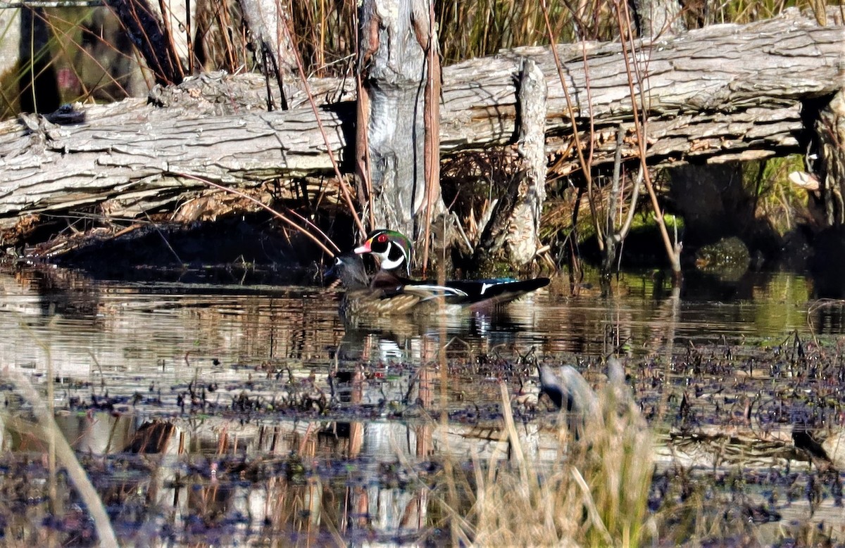 Wood Duck - ML311089431