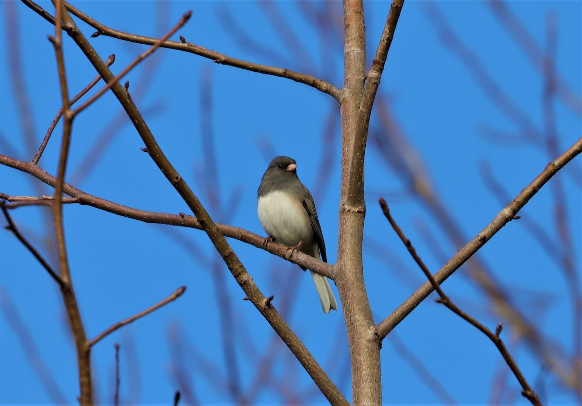 Dark-eyed Junco - ML311089671