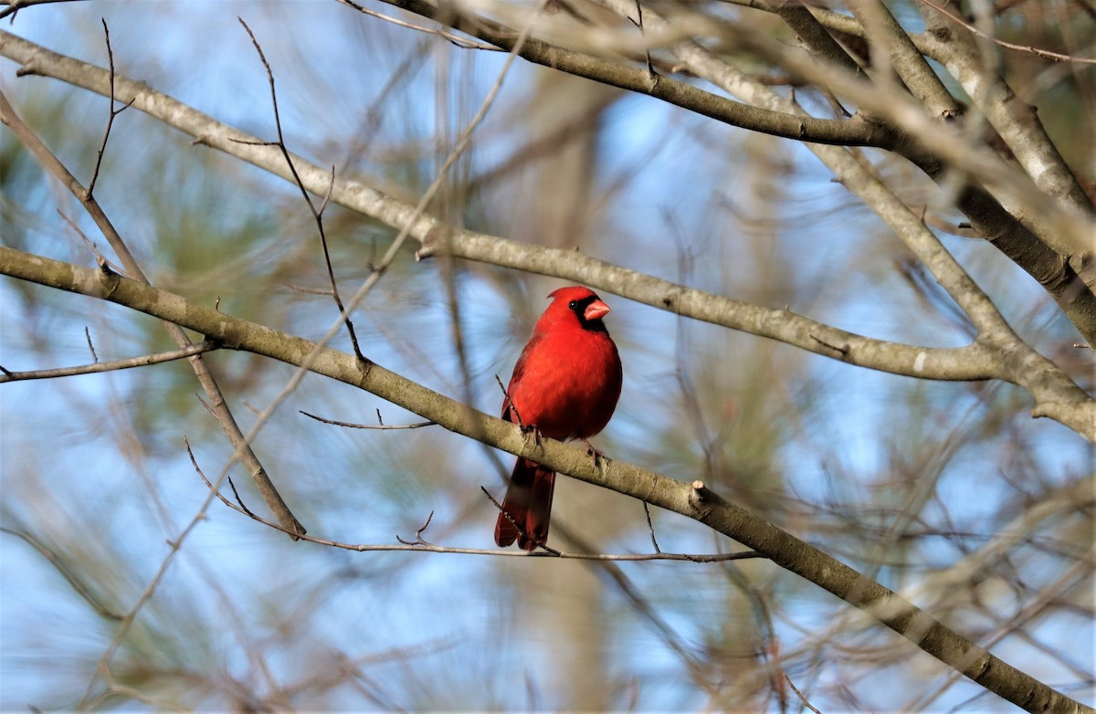 Northern Cardinal - ML311089751