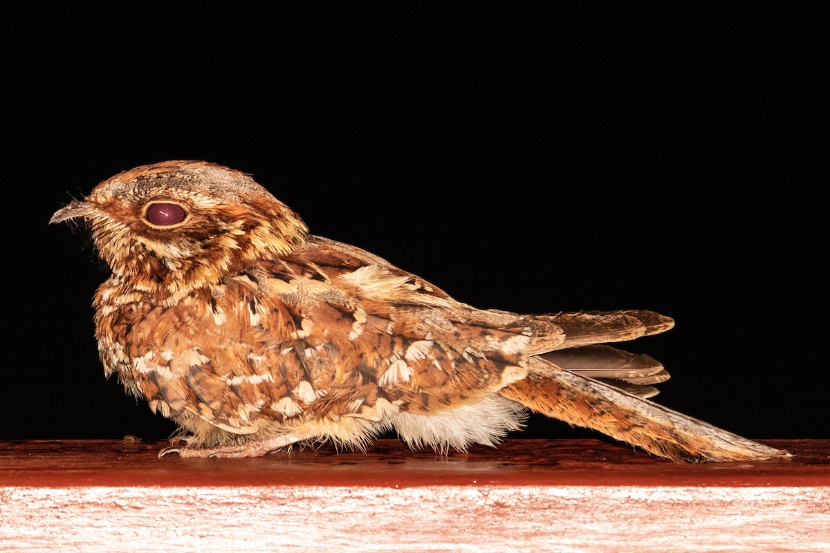 Donaldson Smith's Nightjar - ML311089981